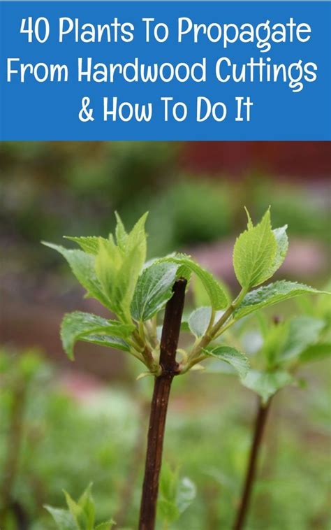 Take Hardwood Cuttings From Your Edible And Flowering Bushes Shrubs