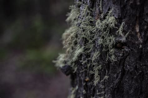 Moss Growing On A Tree Free Stock Photo Public Domain Pictures