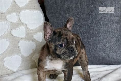 The french bulldog is a sturdy, compact, stocky little dog, with a large square head that has a rounded forehead. Ckc Cheetah: French Bulldog puppy for sale near Fort Wayne ...