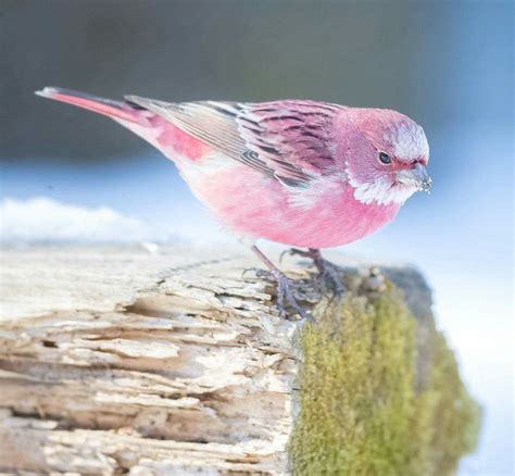 This Pink Bird Is Called The Rose Finch And It Looks Like Cotton Candy In The Snow