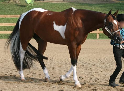 The columbia encyclopedia, 6th ed. Raza Paint Horse :: Imágenes y fotos