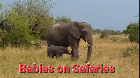 This Is The Best Baby Animal Safari Ever The Serengeti Youtube