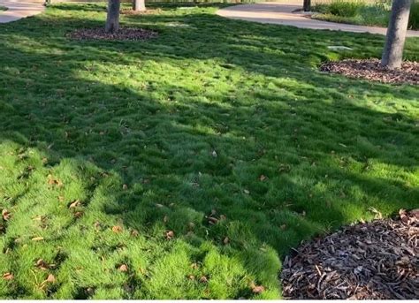 Zoysia Tenuifolia Plant Tiles Australia