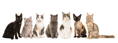 Les races de chat leurs origines et caractéristiques WHISKAS