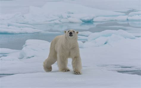 Polar Bear Resting On An Ice Floe In Svalbard Norway 81st Parallel