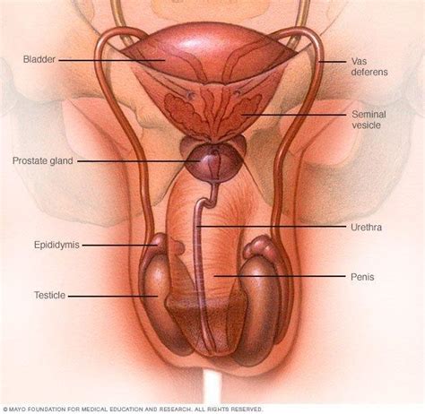 Testicle Size Sperm Pics Gallery Xxx Photo Comments