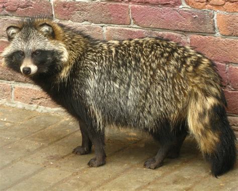Raccoon Dog Mammals Of Serbia Guide · Inaturalist