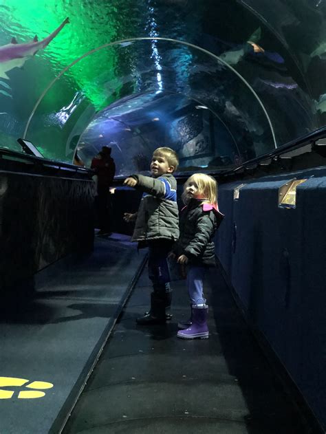 Kelly Tarletons Aquarium — Bumblemom