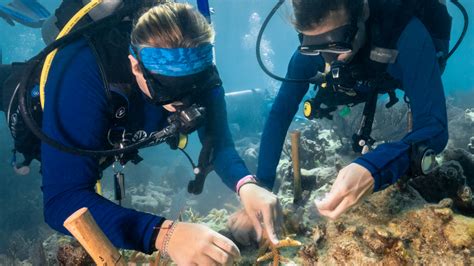 Noaa Partners To Announce Major Florida Keys Coral Reef Restoration