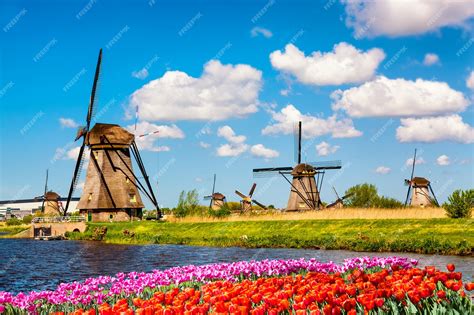 Premium Photo Famous Windmills In Kinderdijk Village With A Tulips Flowers Flowerbed In