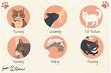 Where do you and your friends plan. 12 Ways Cats Show They Love You