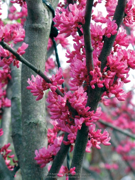 Cercis Canadensis Appalachian Red Appalachian Red Redbud Fuschia