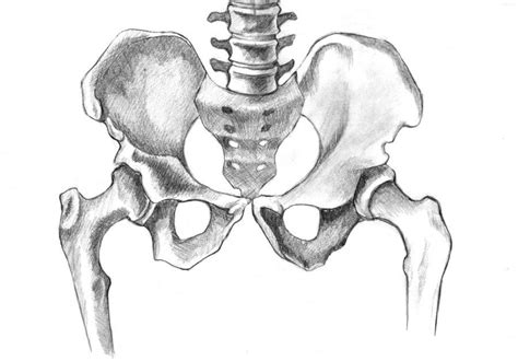 On Deviantart Skeleton Drawings Anatomy Art