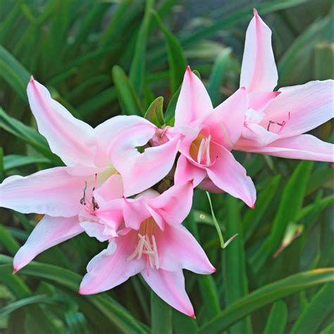 Crinodonna Lily Fragrant Amacrinum Easy To Grow Bulbs