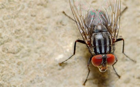 Comment Les Mouches Marchent Elles Sur Les Murs Et Les Plafonds