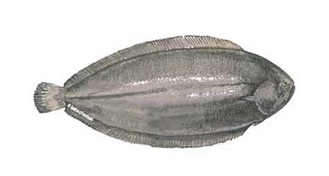 Sole or dover sole, are an oval shaped flatfish which are highly prized for their fabulous taste and texture. Sole, Dover - Mattes Seafood