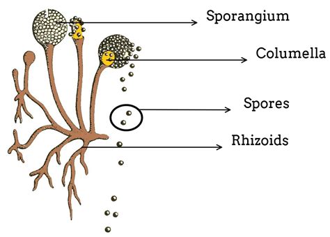 Spore Formation In Rhizopus