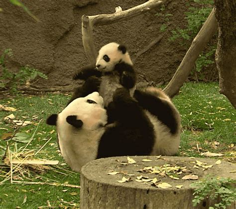 Panda Cute  Panda Cute Funny Discover Share S