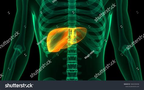 Human Internal Digestive Organ Liver Anatomy Stock Illustration 1806599458