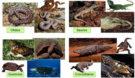 Reino Animalia Los Vertebrados Reptiles