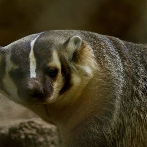 American Badger Wildlife Images Rehabilitation And Education Center