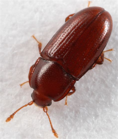 What kind of bugs are in your house? little brown beetle - Philothermus glabriculus - BugGuide.Net