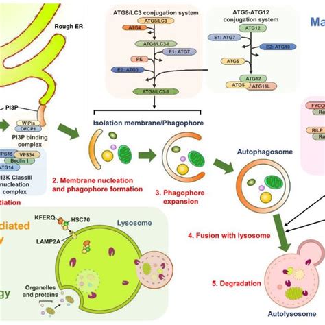 Schematic Diagram Of The Autophagy Pathway There Are Three Main Types