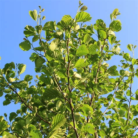 Free Images Tree Nature Outdoor Branch Sky Fruit Leaf Flower