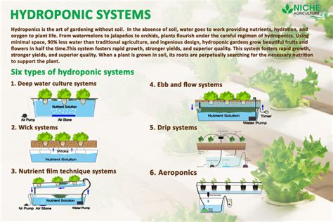 Hydroponic System Definition Introduction Advantages Niche Agriculture