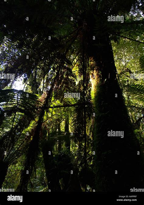 Tasmanian Rainforest Stock Photo Alamy