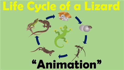 Lizard Life Cycle Animation Youtube