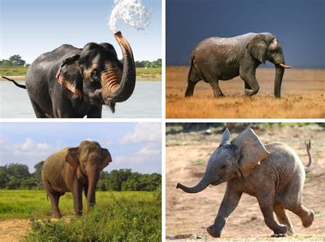 Especies De Elefante Elefantes Información Y Características