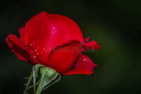 Red Rose Bud Stock Photo Image Of Romantic Love Dews 109779556