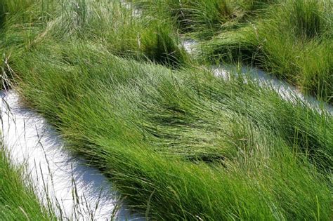 Check spelling or type a new query. 9 of the Best No-Mow Grasses for a Low Maintenance Lawn