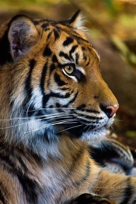 Continue making as much noise as possible, and use whatever you have to shield yourself and strike back in self defense. portrait of tiger | Sumatran tiger portrait by *KarlDawson ...