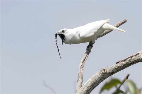 世界一鳴き声が大きな鳥、求愛にはうるさすぎ？ ナショナル ジオグラフィック日本版サイト