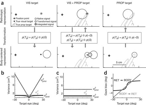 The Bias And Variance Injected By Sensory Transformations In The