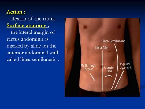 Surface Anatomy Of Abdomen Images And Photos Finder
