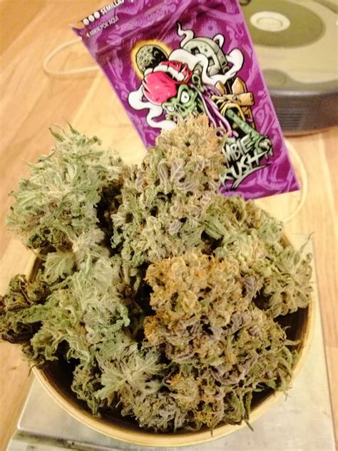 Ripper Seeds Zombie Kush Grow Journal Harvest13 By Growdiaries