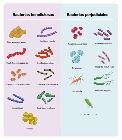 Holaa Me Pueden Decir Nombres De Bacterias Ben Ficas Y Pat Genas Si