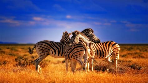 2024 Zebra Hd 4k Wallpaper Desktop Background Iphone And Android