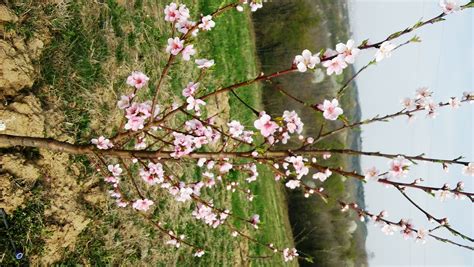 Taken from my own apricot orchard. Apricot tree in flower | Apricot tree, Fruit plants, Plants