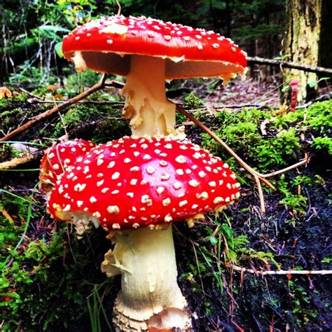 Top 99 Pictures Photos Of Wild Mushrooms Full Hd 2k 4k