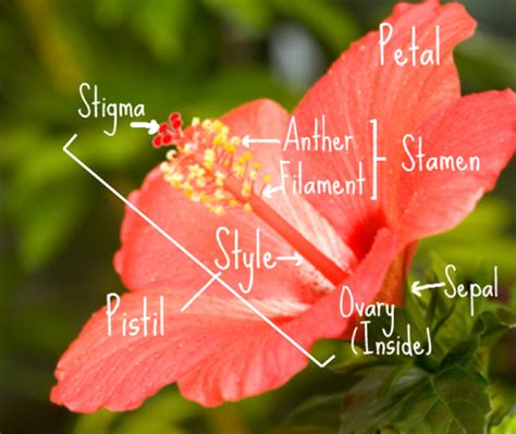 Pollination is the process by which pollen is transferred to the female reproductive organs of a plant, thereby enabling fertilization to take place. Anthers and Pollen Grains
