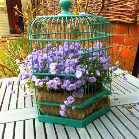 Hanging baskets can provide you with not only exceptional color on your porch but also create amazing curb appeal. Bird cage hanging basket campanulas x | Hanging baskets ...