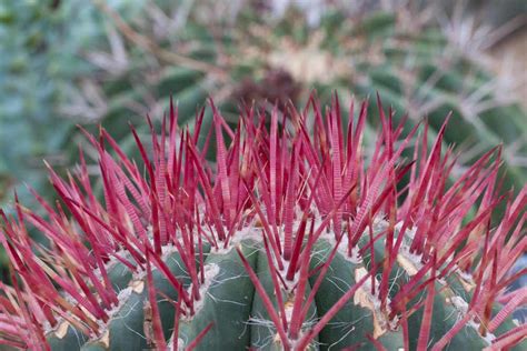 Mexican Lime Cactus Viznaga De Lima Ferocactus Pilosus Flickr