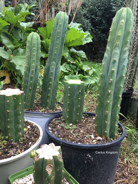 San pedro san pedro cactus (trichocereus pachanoi), otherwise known as the cactus of the four winds, huachuma or saint peter's cactus, is a fast growing columnar cactus native to the andes. Trichocereus Pachanoi | San Pedro Cactus Seeds | Cactus ...