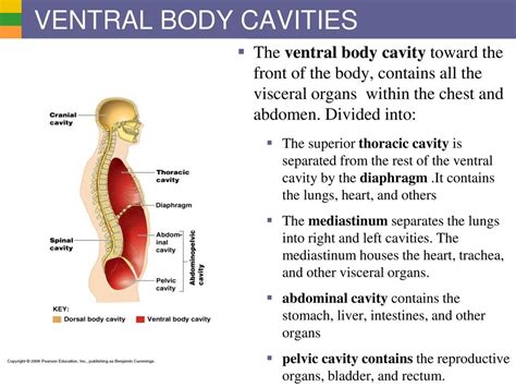 You will need to describe exact locations based on quadrants. Which body cavity is further separated into other cavities ...