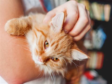 Retrieve your cat slowly and gently. Cat Not Eating? How You Can Help | Hill's Pet