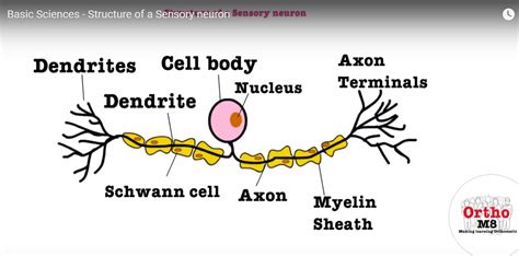 Structure Of A Sensory Neuron —